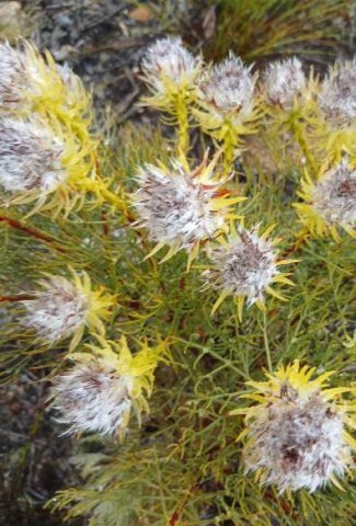 Serruria phylicoides old heads